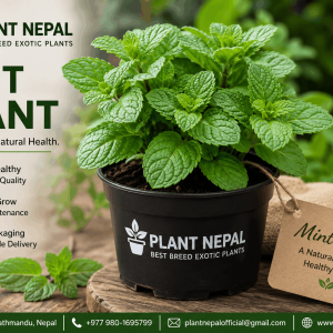 Mint Plant: 13 Remarkable Health Benefits You Can’t Afford to Miss