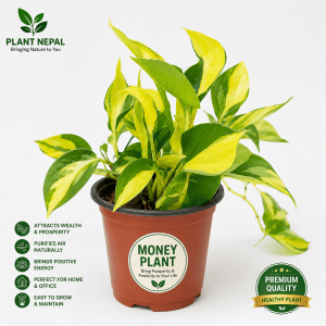 Money Plant: 15 Incredible Health & Wealth Benefits