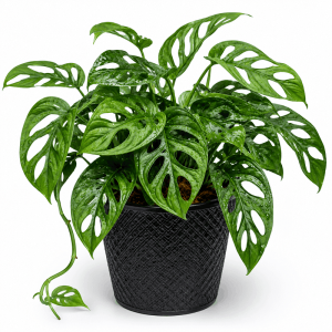 Monstera Adansonii Plant: 9 Stunning Benefits for Plant Lovers