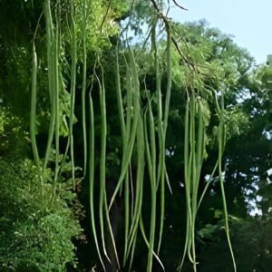 Moringa Herb Plant