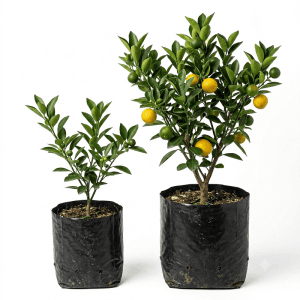 Muntala Fruit Plant: 5 Amazing Reasons to Grow It
