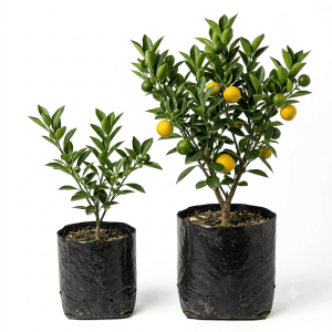 Muntala Fruit Plant: 5 Amazing Reasons to Grow It