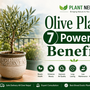 Olive Plant