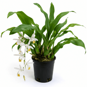 Orchid Coelogyne Cristata Plant: 9 Amazing Benefits for Gardeners