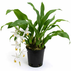 Orchid Coelogyne Cristata Plant: 9 Amazing Benefits for Gardeners