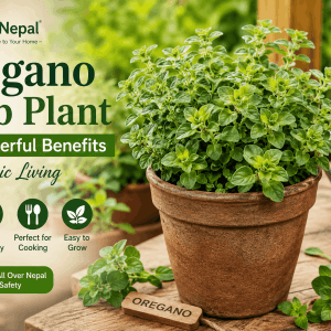 Oregano Herb Plant: 12 Wonderful Benefits for Organic Living