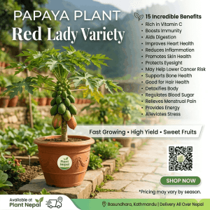 Papaya Plant – 15 Incredible Benefits of Red Lady Variety