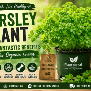 Parsley Plant: 8 Secret Benefits for Organic Living