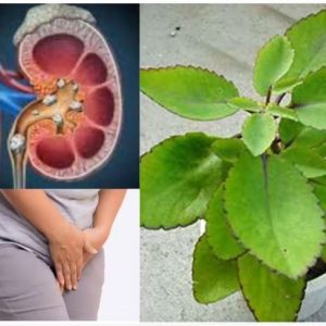 Pathharchatta Plant Kalanchoe pinnata: 7 Incredible Benefits