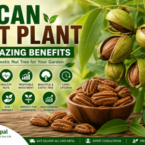 Pecan Nut Plant: 7 Amazing Benefits
