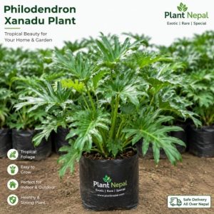 Philodendron Xanadu Plant: 9 Powerful Reasons to Grow This Tropical Beauty