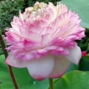 Lotus Queen Claudia Plant