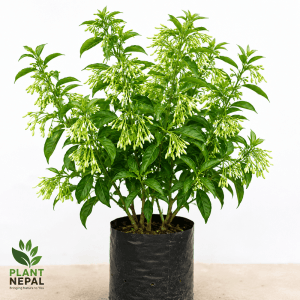 Raat Ki Rani Plant: 7 Amazing Benefits for Your Garden