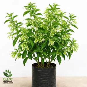 Raat Ki Rani Plant: 7 Amazing Benefits for Your Garden