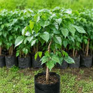 Red Machera / China Doll Plant: 10 Incredible Benefits