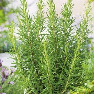 Rosemary Plant