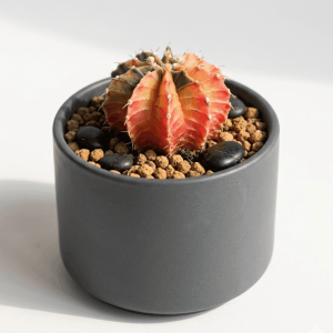Ruby Ball Variegated Cactus: 9 Stunning Benefits for Plant Lovers