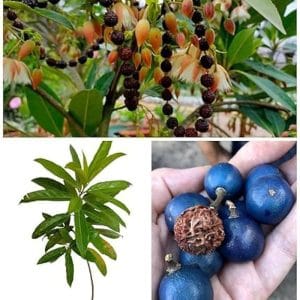 Rudraksha Plant: 5 Amazing Benefits You Must Know