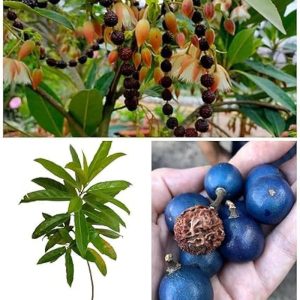 Rudraksha Plant: 5 Amazing Benefits You Must Know