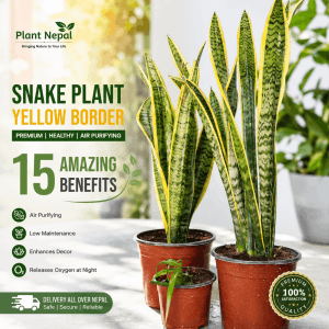 Snake Plant Yellow Border: 15 Amazing Benefits