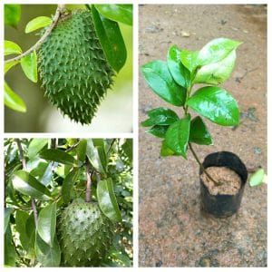 Soursop Fruit Plant