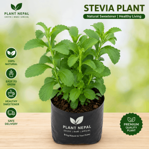 Stevia Plant: 15 Incredible Health Benefits