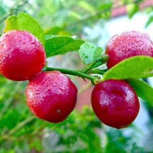 All time Lemon Thai Red Plant