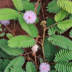Touch Me Not Plant – 7 Amazing Benefits You’ll Love