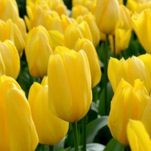 Tulip Plant