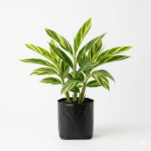 Variegated Shell Ginger Plant: 9 Stunning Benefits for Every Garden