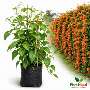 Venesta Flower Plant: 9 Amazing Reasons to Grow It