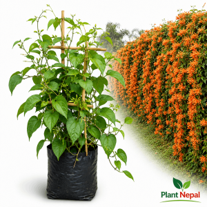 Venesta Flower Plant: 9 Amazing Reasons to Grow It