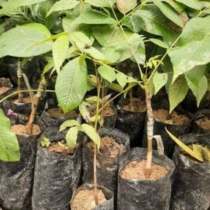 Walnut Grafted Plant – 100% Authentic Himalayan Jumla