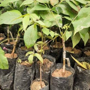 Walnut Grafted Plant – 100% Authentic Himalayan Jumla