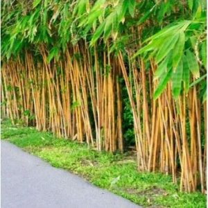 Yellow Bamboo Plant: 7 Powerful Benefits