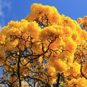 Yellow trumpet tree flower Plant