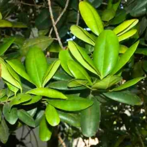 Allspice Plant | 5 Amazing Benefits