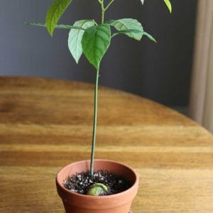Avocado Plant