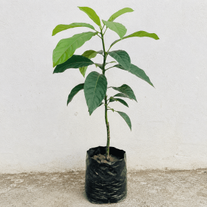 Avocado Plant All Season: 9 Incredible Benefits