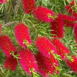 Bottlebrush Plant | 7 Stunning Reasons to Grow