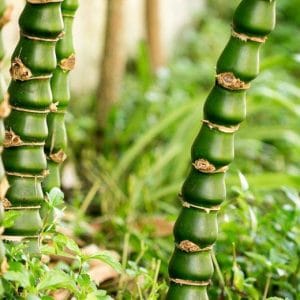 Buddha Bamboo Plant: 5 Amazing Lucky Benefits for Home