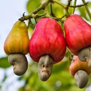 Cashew Plant