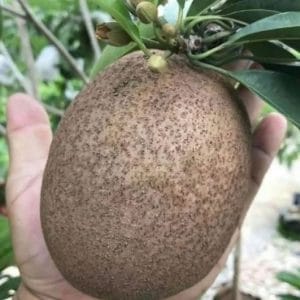 Chiku Sapota Plant