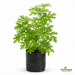 Citronella Mosquito Plant: 9 Amazing Benefits for Every Garden