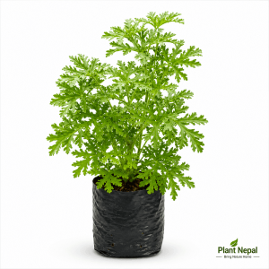Citronella Mosquito Plant: 9 Amazing Benefits for Every Garden