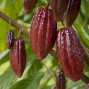 Cocoa Fruit Plant