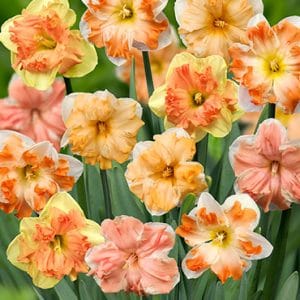 Daffodil Mix Color Bulb | 7 Stunning Daffodil