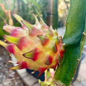 Dragon Fruit Plant: 10 Smart Ways to Grow Faster