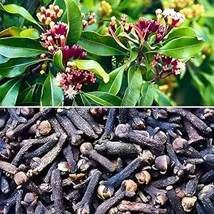 Clove Plant