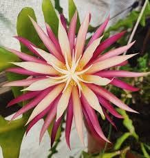 Fishbone Cactus – 5 Incredible Tips to Make It Flourish